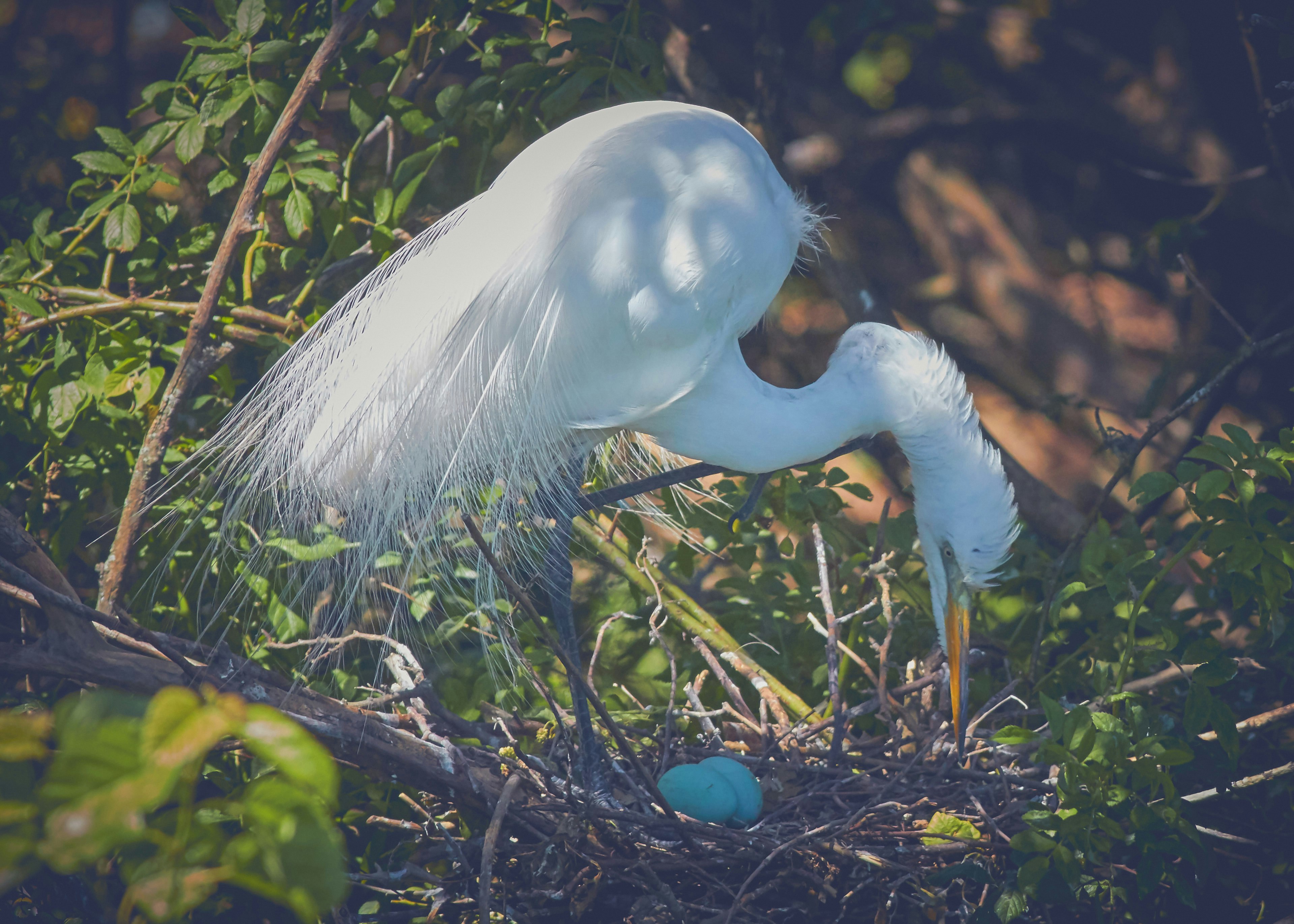 white bird on brown tree branch